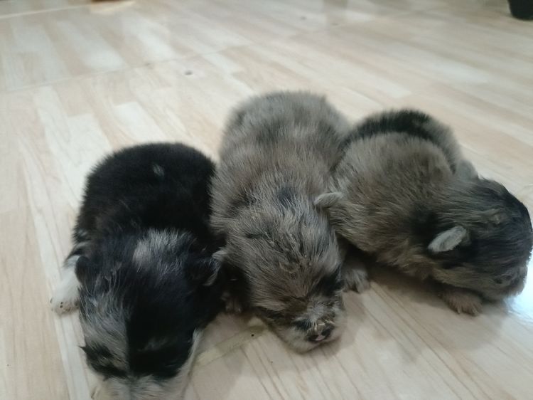 น้องปอมเมอเรเนียนเกิด22มี.ค. แม่ปอมสีเมอร์ช็อคมีใบเฟอร์จากฟาร์มคะ ทำหายแล้ว พ่อปอมแท้สีน้ำตาล น้องแข็งแรง เป็นหญิงล้วนทั้งสาม สนใจมาดูได้ที่ รูปที่ 5