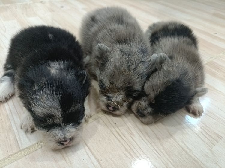 น้องปอมเมอเรเนียนเกิด22มี.ค. แม่ปอมสีเมอร์ช็อคมีใบเฟอร์จากฟาร์มคะ ทำหายแล้ว พ่อปอมแท้สีน้ำตาล น้องแข็งแรง เป็นหญิงล้วนทั้งสาม สนใจมาดูได้ที่