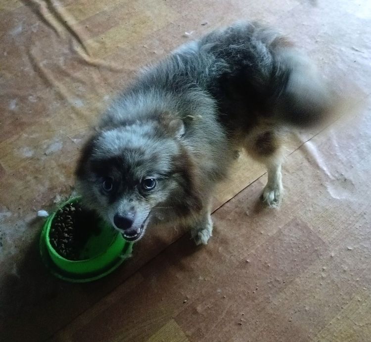 น้องปอมเมอเรเนียนเกิด22มี.ค. แม่ปอมสีเมอร์ช็อคมีใบเฟอร์จากฟาร์มคะ ทำหายแล้ว พ่อปอมแท้สีน้ำตาล น้องแข็งแรง เป็นหญิงล้วนทั้งสาม สนใจมาดูได้ที่ รูปที่ 6