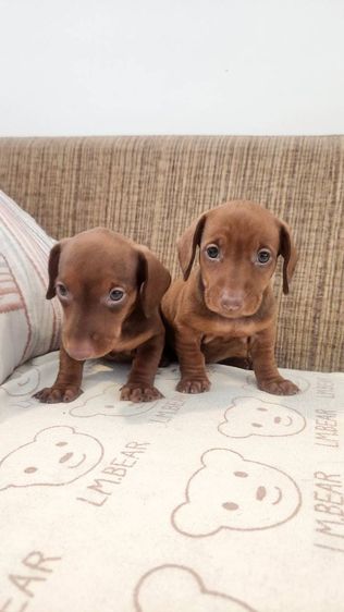 ดัชชุน Std. แท้พร้อมย้ายบ้าน ช. 1 ญ. 2  อยู่ปทุมธานี 0828658007  รูปที่ 2