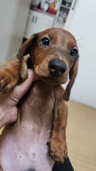 ดัชชุน Std. แท้พร้อมย้ายบ้าน ช. 1 ญ. 2  อยู่ปทุมธานี 0828658007  รูปที่ 9