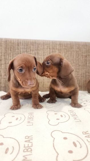 ดัชชุน Std. แท้พร้อมย้ายบ้าน ช. 1 ญ. 2  อยู่ปทุมธานี 0828658007  รูปที่ 3