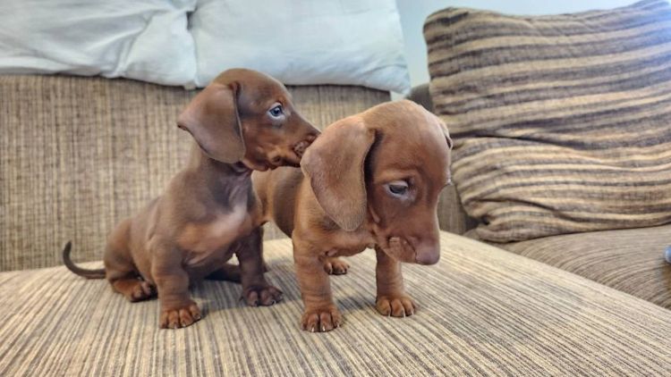 ดัชชุน Std. แท้พร้อมย้ายบ้าน ช. 1 ญ. 2  อยู่ปทุมธานี 0828658007  รูปที่ 6