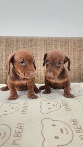 ดัชชุน Std. แท้พร้อมย้ายบ้าน ช. 1 ญ. 2  อยู่ปทุมธานี 0828658007  รูปที่ 4