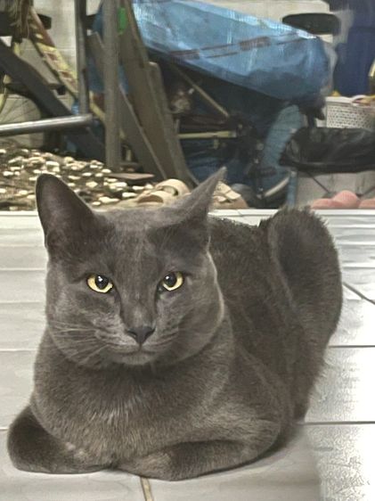 แมวสีวาทฉลาดน่ารักถูกๆเชียงใหม่ รูปที่ 2