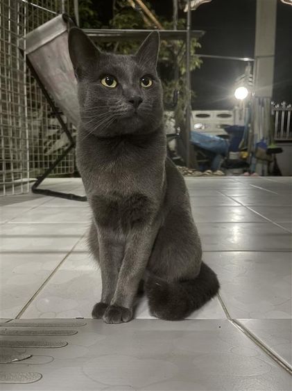 แมวสีวาทฉลาดน่ารักถูกๆเชียงใหม่