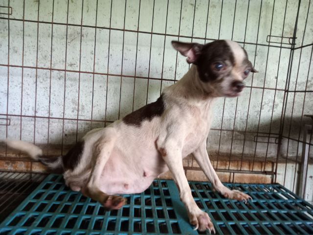 แม่ชิวาวา ขาว-ชอล์ค รูปที่ 2