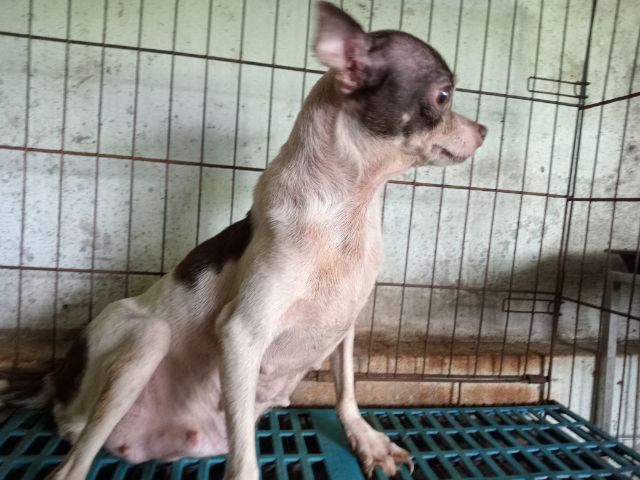 แม่ชิวาวา ขาว-ชอล์ค รูปที่ 5