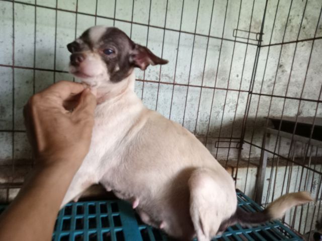 ชิวาวา (Chihuahua) เล็ก แม่ชิวาวา ขาว-ชอล์ค