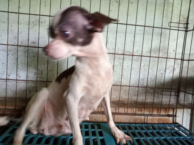 แม่ชิวาวา ขาว-ชอล์ค รูปที่ 4