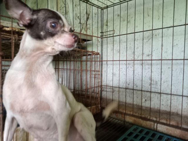 แม่ชิวาวา ขาว-ชอล์ค รูปที่ 3