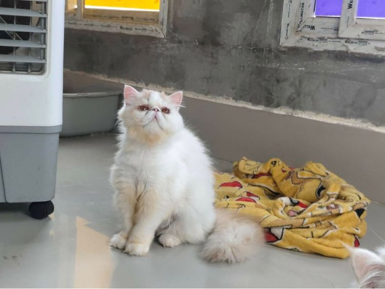 แมวเปอร์เซีย  หน้าบี้ เพศชาย อายุ 7เดือน  ทำวัคซีนรวมแล้ว  น้องอยู่ ตัวเมืองเพชรบูรณ์  ใกล้เคียงสามารถมาดูได้ตัวเมืองเพชรบูรณ์ รูปที่ 6
