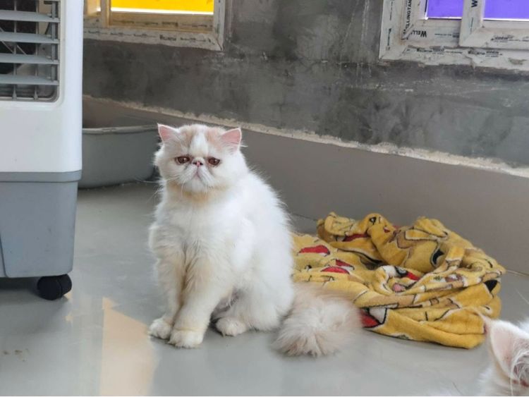 แมวเปอร์เซีย  หน้าบี้ เพศชาย อายุ 7เดือน  ทำวัคซีนรวมแล้ว  น้องอยู่ ตัวเมืองเพชรบูรณ์  ใกล้เคียงสามารถมาดูได้ตัวเมืองเพชรบูรณ์ รูปที่ 5