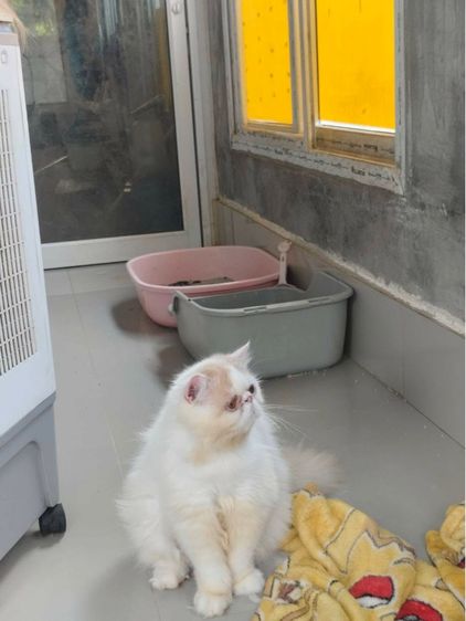 แมวเปอร์เซีย  หน้าบี้ เพศชาย อายุ 7เดือน  ทำวัคซีนรวมแล้ว  น้องอยู่ ตัวเมืองเพชรบูรณ์  ใกล้เคียงสามารถมาดูได้ตัวเมืองเพชรบูรณ์ รูปที่ 3