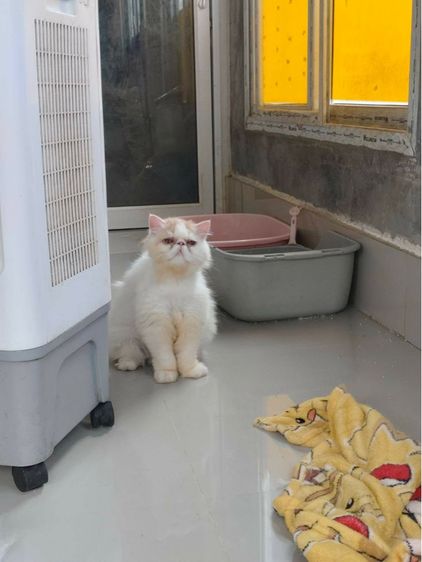 แมวเปอร์เซีย  หน้าบี้ เพศชาย อายุ 7เดือน  ทำวัคซีนรวมแล้ว  น้องอยู่ ตัวเมืองเพชรบูรณ์  ใกล้เคียงสามารถมาดูได้ตัวเมืองเพชรบูรณ์ รูปที่ 7