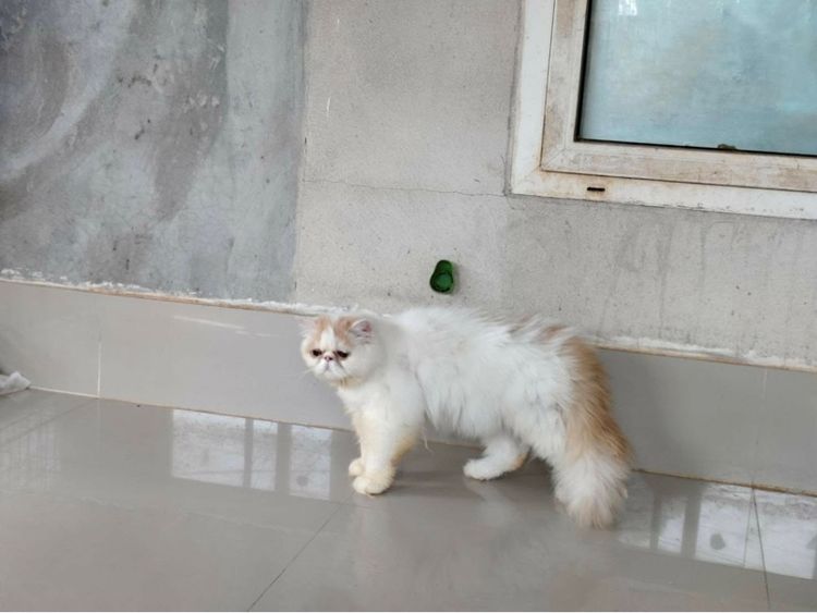 แมวเปอร์เซีย  หน้าบี้ เพศชาย อายุ 7เดือน  ทำวัคซีนรวมแล้ว  น้องอยู่ ตัวเมืองเพชรบูรณ์  ใกล้เคียงสามารถมาดูได้ตัวเมืองเพชรบูรณ์ รูปที่ 2