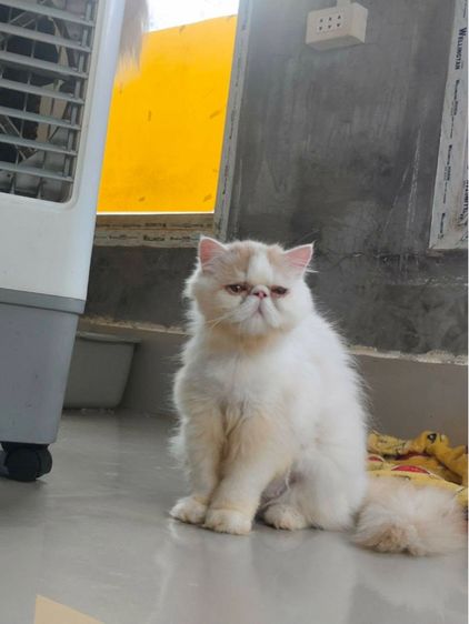 เปอร์เซีย (Persian) แมวเปอร์เซีย  หน้าบี้ เพศชาย อายุ 7เดือน  ทำวัคซีนรวมแล้ว  น้องอยู่ ตัวเมืองเพชรบูรณ์  ใกล้เคียงสามารถมาดูได้ตัวเมืองเพชรบูรณ์