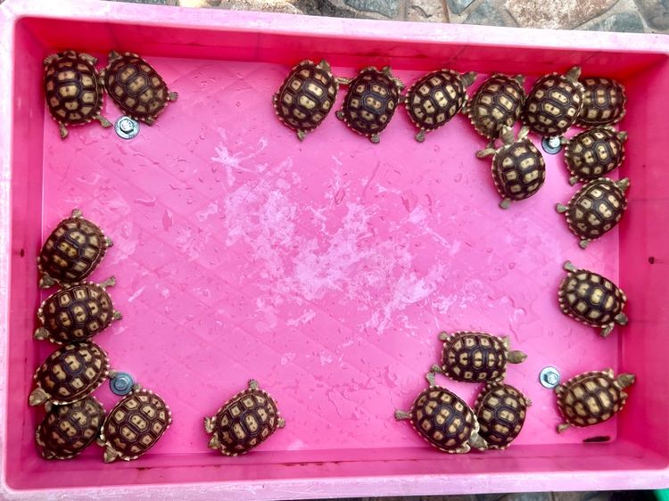 ลูกเต่าบกซูคาต้า (Sulcata Tortoise) รูปที่ 4