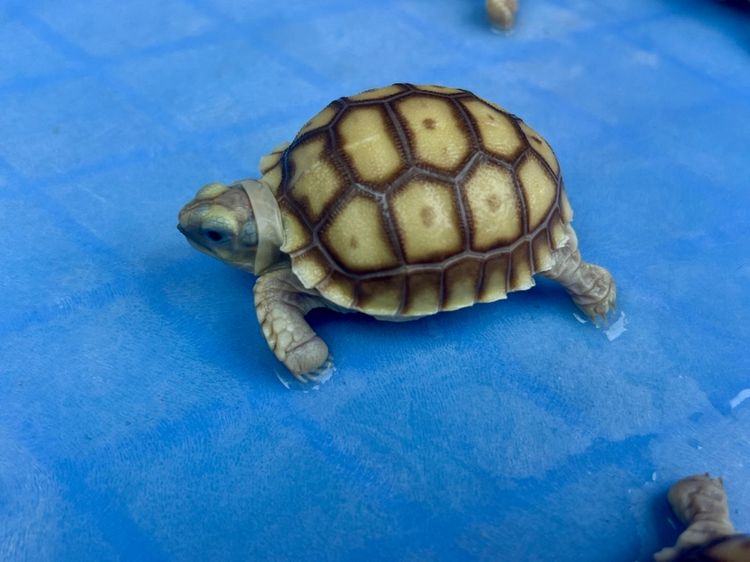 ลูกเต่าบกซูคาต้า (Sulcata Tortoise) รูปที่ 3