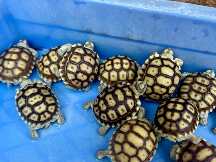 ลูกเต่าบกซูคาต้า (Sulcata Tortoise) รูปที่ 2