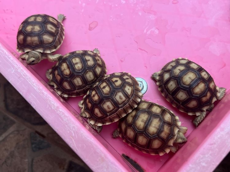 ลูกเต่าบกซูคาต้า (Sulcata Tortoise) รูปที่ 5