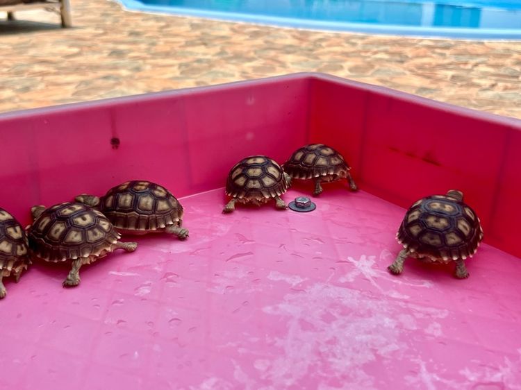 ลูกเต่าบกซูคาต้า (Sulcata Tortoise) รูปที่ 6