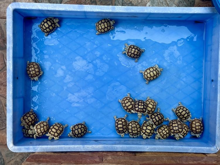 ลูกเต่าบกซูคาต้า (Sulcata Tortoise)