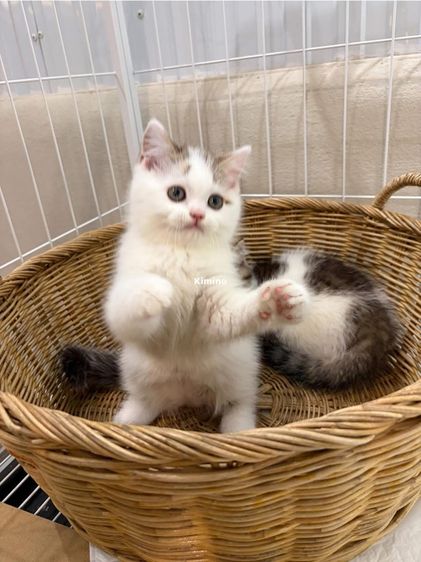 สก๊อตติชโฟลด์ รูปที่ 2