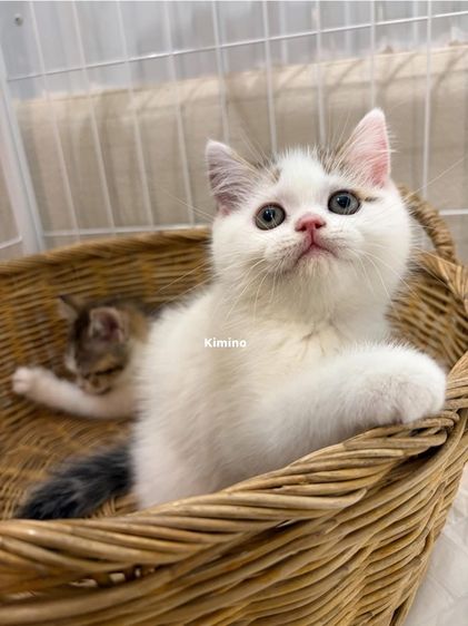 สก๊อตติชโฟลด์ รูปที่ 4