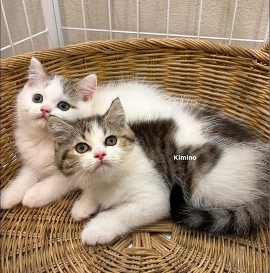 สก๊อตติชโฟลด์ รูปที่ 5