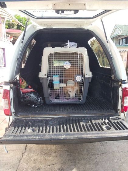 โปรเมษายน กรงสัตว์เลี้ยง มีหูหิ้ว ใช้เดินทาง หรือ ขึ้นเครื่อง หน้าร้าน ถ.เทพรักษ์ บางเขน (เพ็ทพริตตี้) รูปที่ 3