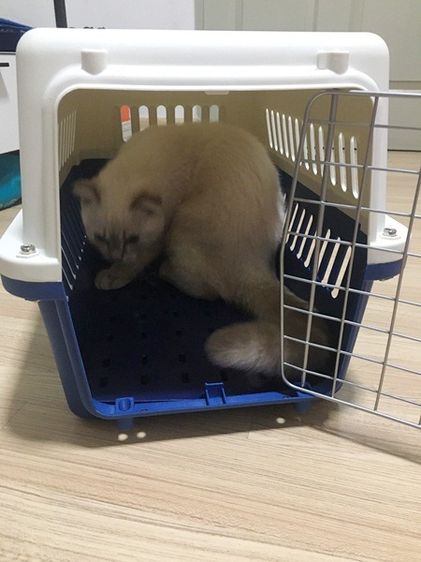 โปรเมษายน กรงสัตว์เลี้ยง มีหูหิ้ว ใช้เดินทาง หรือ ขึ้นเครื่อง หน้าร้าน ถ.เทพรักษ์ บางเขน (เพ็ทพริตตี้) รูปที่ 5