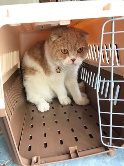 โปรเมษายน กรงสัตว์เลี้ยง มีหูหิ้ว ใช้เดินทาง หรือ ขึ้นเครื่อง หน้าร้าน ถ.เทพรักษ์ บางเขน (เพ็ทพริตตี้) รูปที่ 7