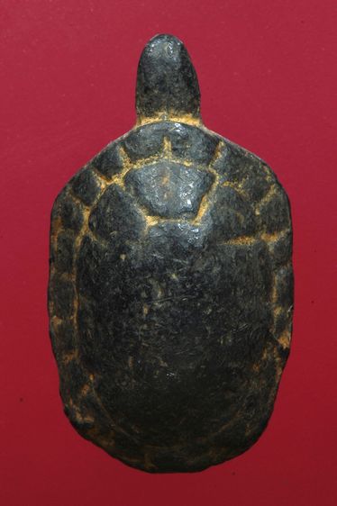 เต่าเรือนสวยๆค่ะเก่าค่ะ