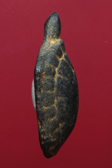 เต่าเรือนสวยๆค่ะเก่าค่ะ รูปที่ 3