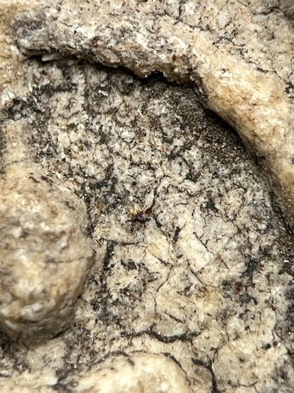 สมเด็จพระระฆังพิมพ์ใหญ่มีหน้ามีตา ส่งตามรูป (126) รูปที่ 6