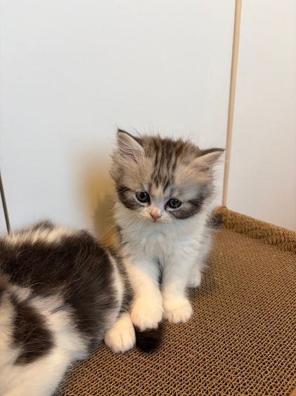 แมว สก๊อตติชโฟลด์ ฟอร์มหมี รูปที่ 7