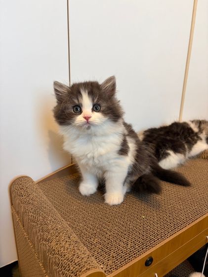 แมว สก๊อตติชโฟลด์ ฟอร์มหมี รูปที่ 11