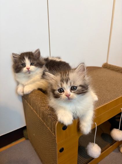 แมว สก๊อตติชโฟลด์ ฟอร์มหมี รูปที่ 2