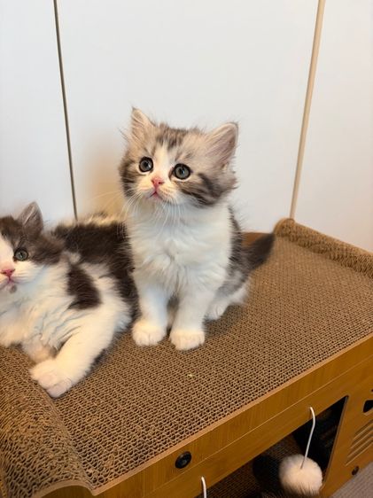 แมว สก๊อตติชโฟลด์ ฟอร์มหมี รูปที่ 6