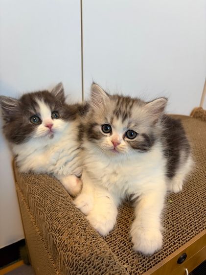 แมว สก๊อตติชโฟลด์ ฟอร์มหมี รูปที่ 7