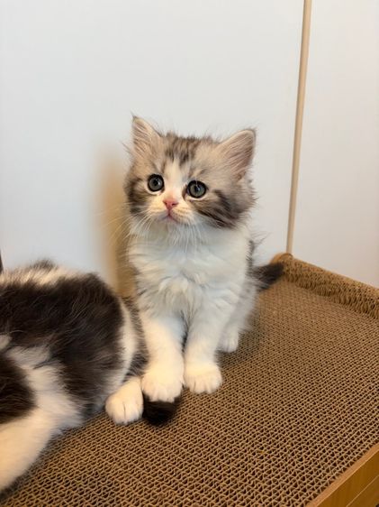 แมว สก๊อตติชโฟลด์ ฟอร์มหมี รูปที่ 5