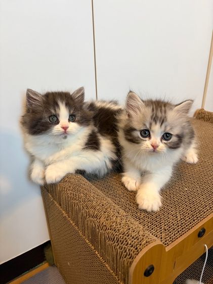 แมว สก๊อตติชโฟลด์ ฟอร์มหมี รูปที่ 11