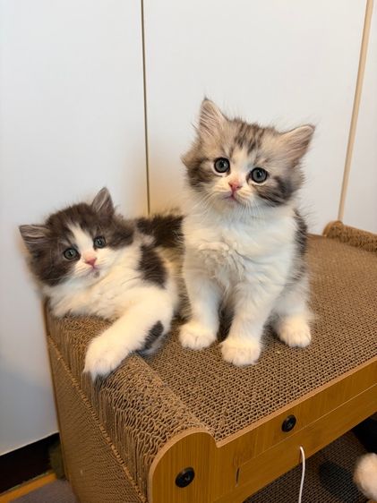 แมว สก๊อตติชโฟลด์ ฟอร์มหมี รูปที่ 9