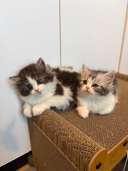 แมว สก๊อตติชโฟลด์ ฟอร์มหมี รูปที่ 12