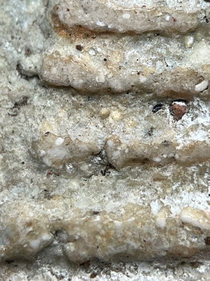 พระสมเด็จวัดระฆังพิมพ์หลวงวิจารณ์ ส่งตามรูป (126) รูปที่ 8