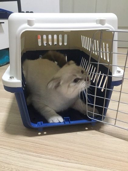 โปรเมษายน กรงพลาสติกสัตว์เลี้ยง เดินทาง หน้าร้าน ถ.เทพรักษ์ บางเขน (เพ็ทพริตตี้) รูปที่ 4