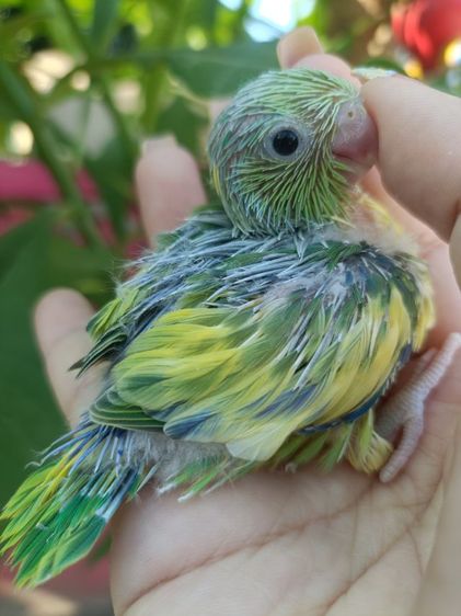 นกแก้วจิ๋วฟอพัส รูปที่ 3