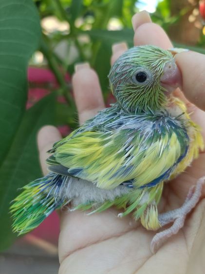 นกแก้วจิ๋วฟอพัส รูปที่ 2