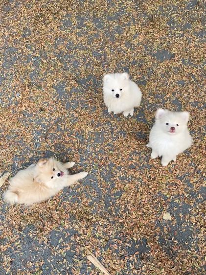 ปอม ชาย 4 หญิง1 รูปที่ 6